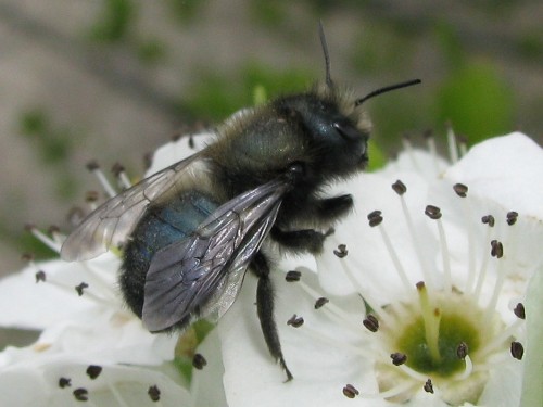 blue orchard bee